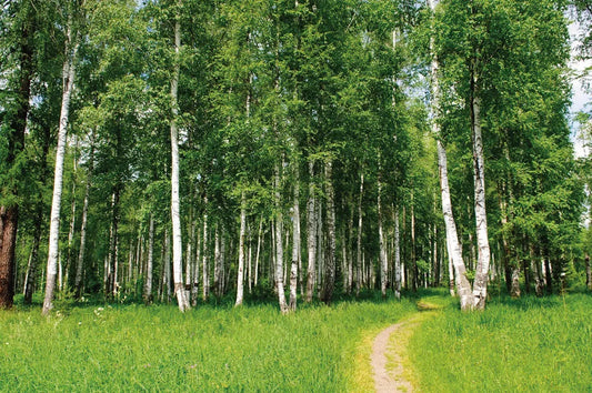 Birches