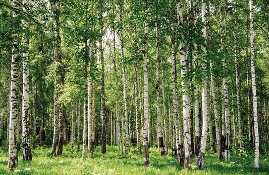 Birches