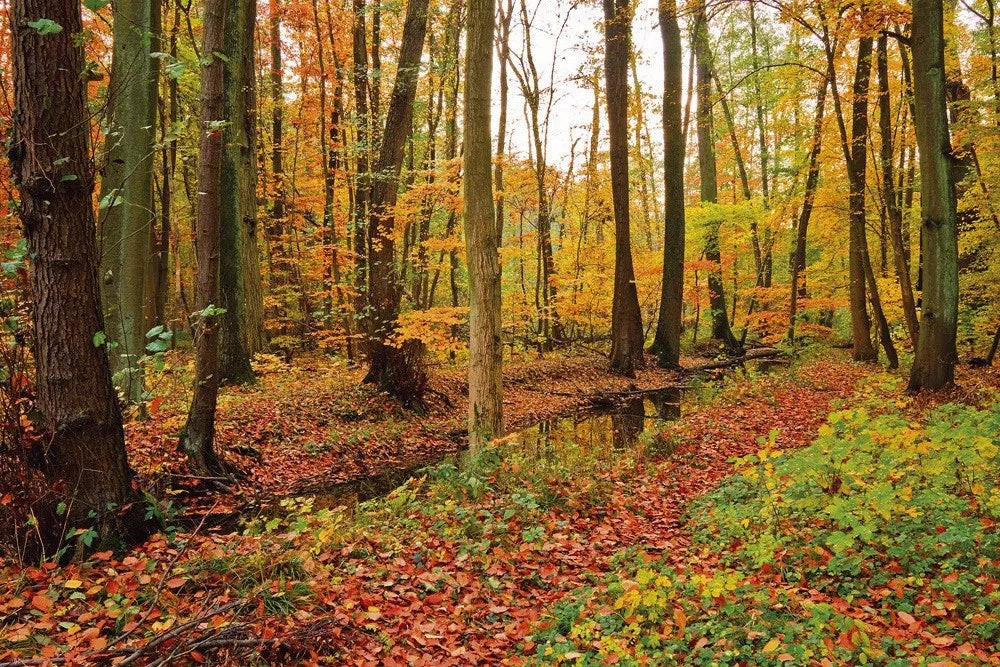 Autumn, forest
