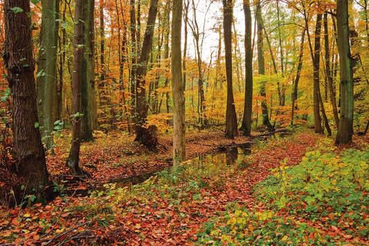 Autumn, forest
