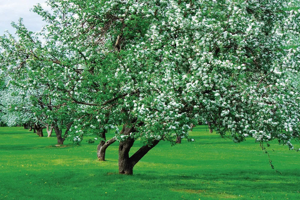 Blooming tree