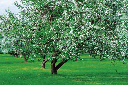 Blooming tree