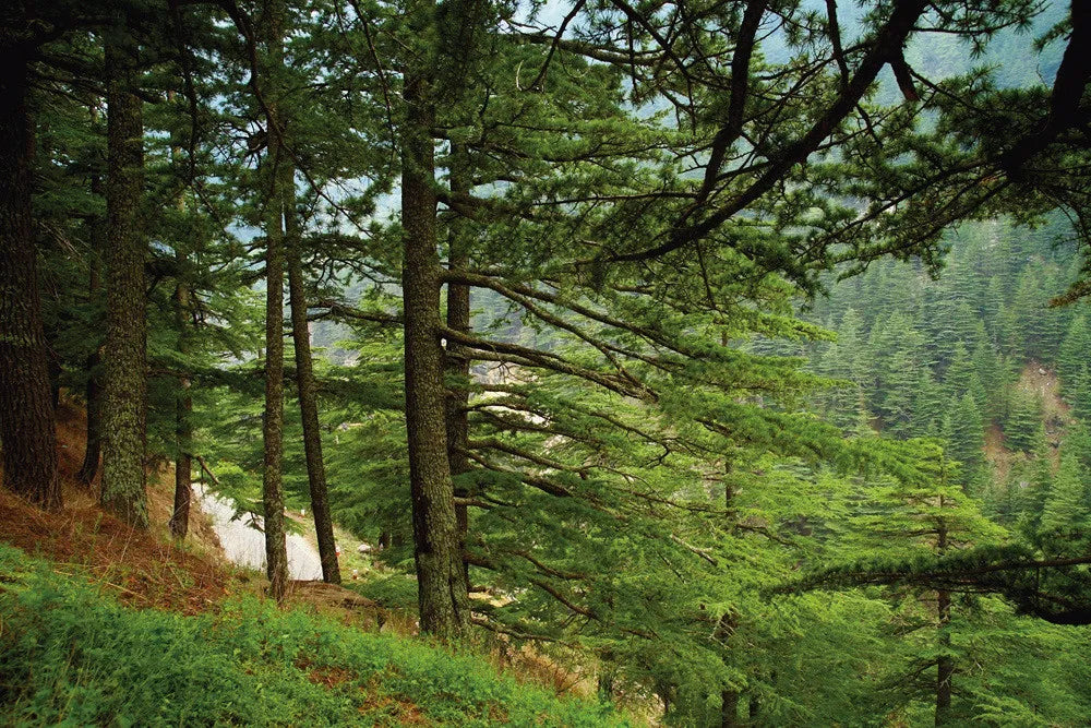 Forest
