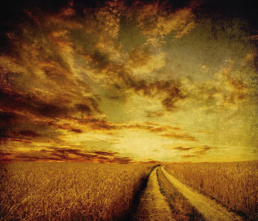 Road in the field