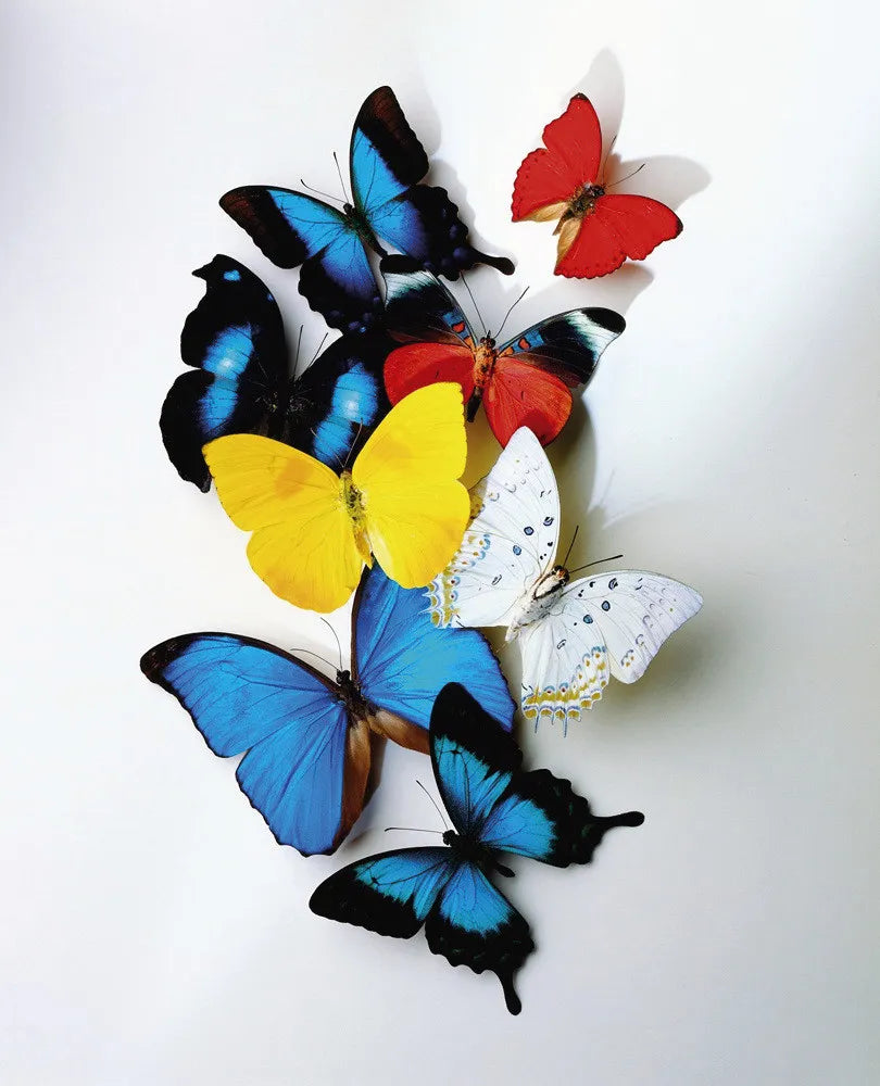 Butterflies