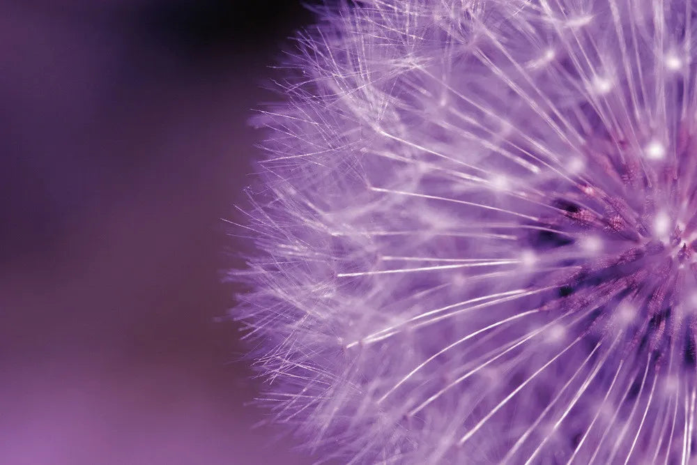 Purple dandelion