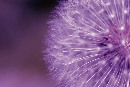 Purple dandelion