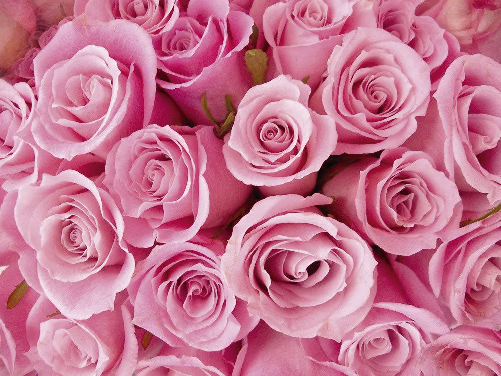 Roses