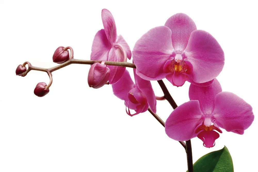 Orchid