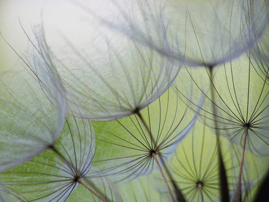 Dandelion