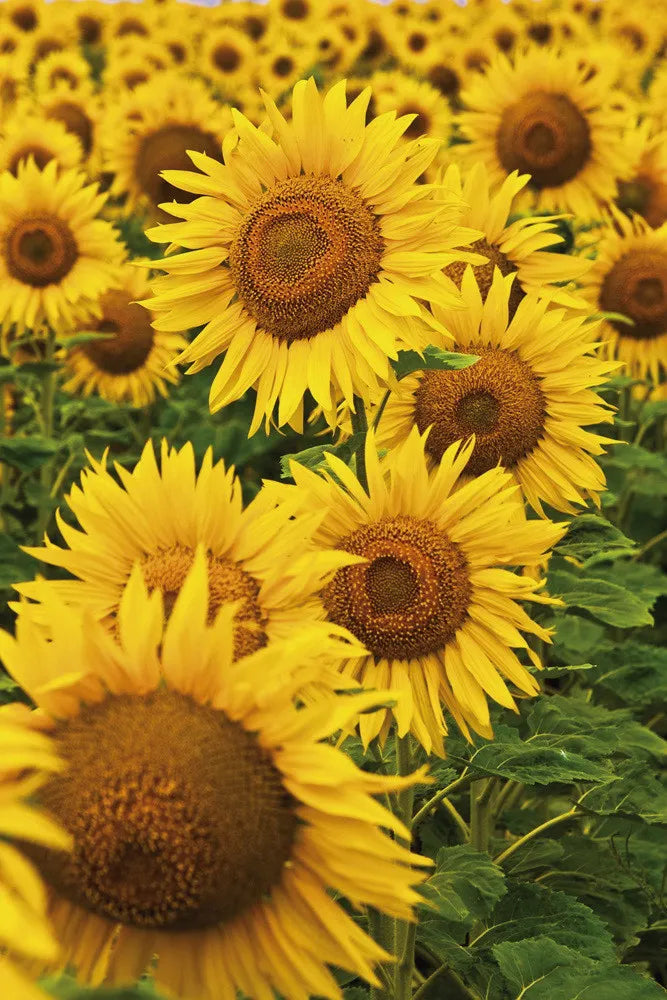 Sunflowers