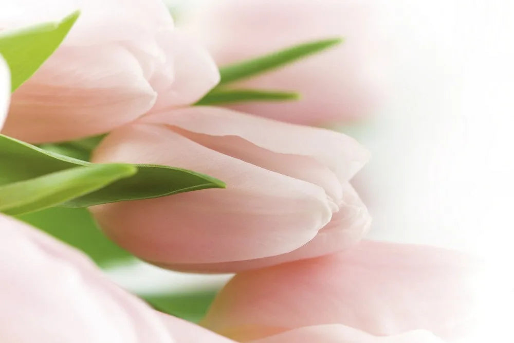 Rose Tulips