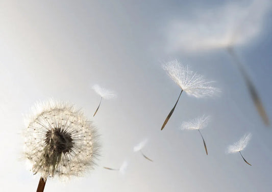 Dandelion
