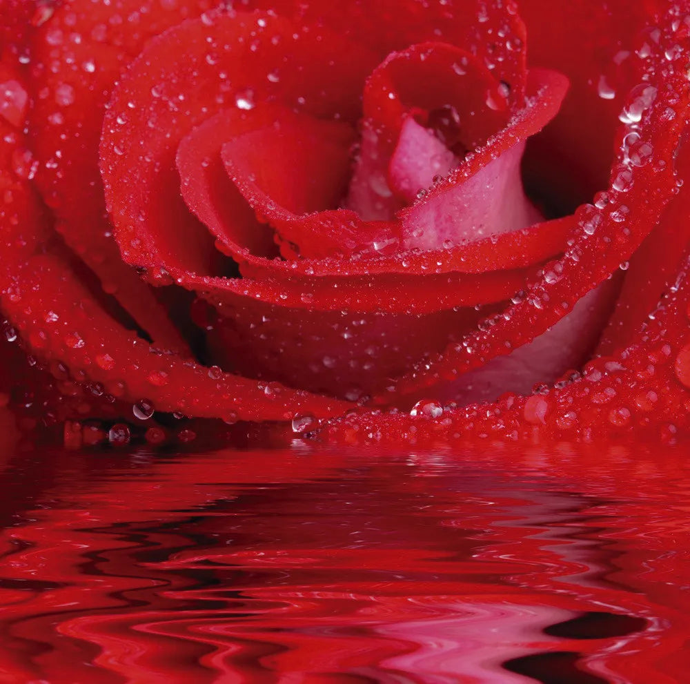 Red Rose