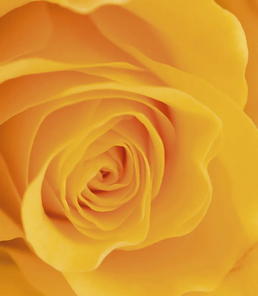 Yellow Rose