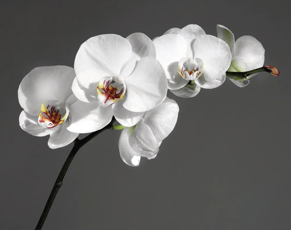 White Orchid