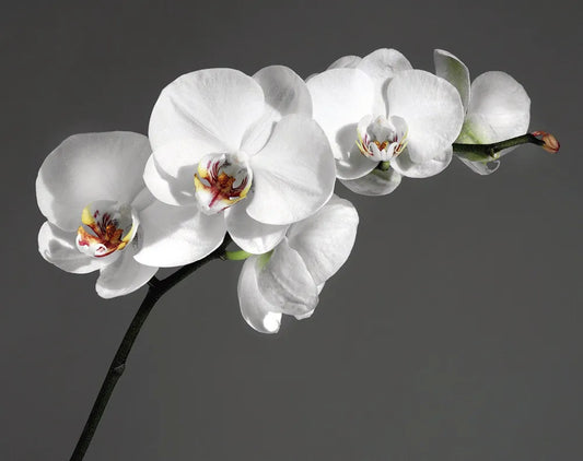 White Orchid