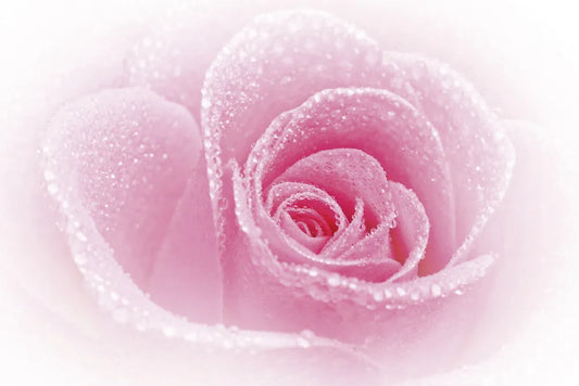 Rose Rose