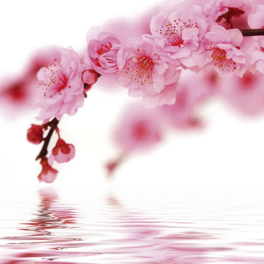 Blooming cherry