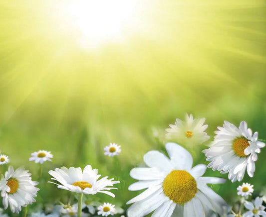 Field of camomiles