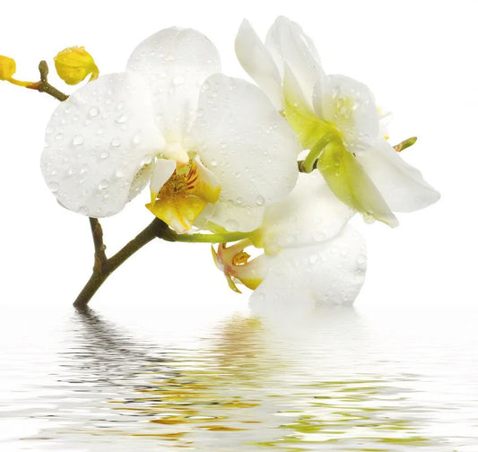 Orchid in the water