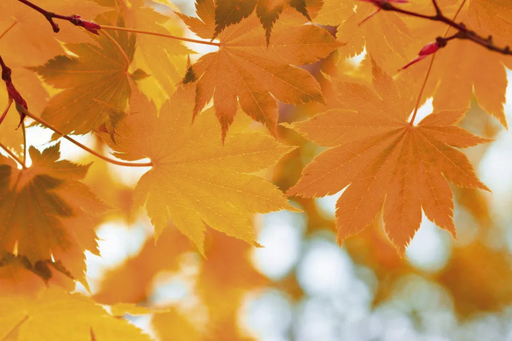 Autumn leaves