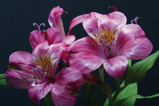Lily