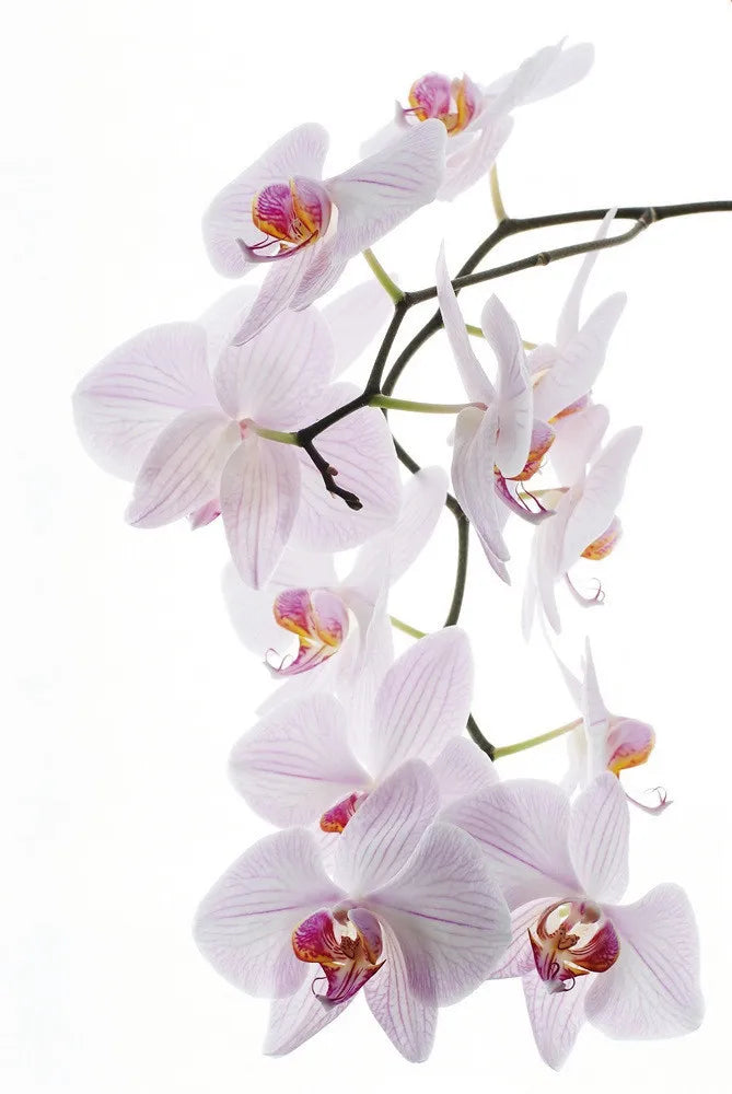 Orchid