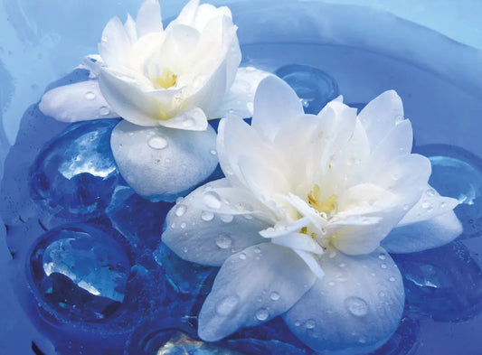 Jasmine in the water