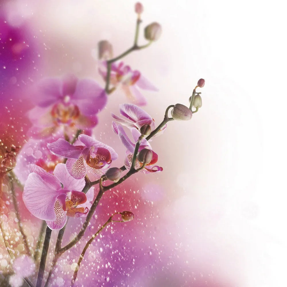 Orchid