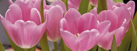 Tulips