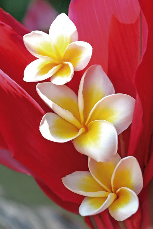 Plumeria