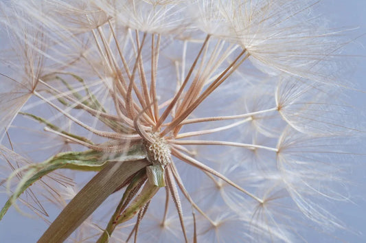 Dandelion