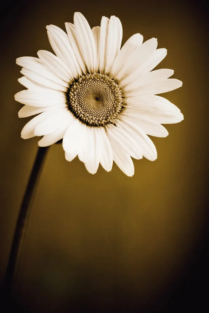 Camomile