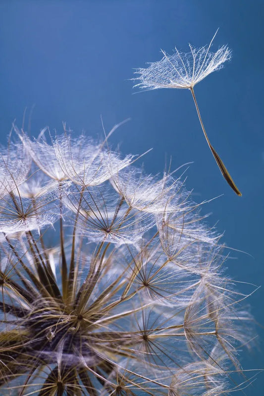 Dandelion
