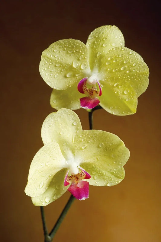 Yellow Orchid