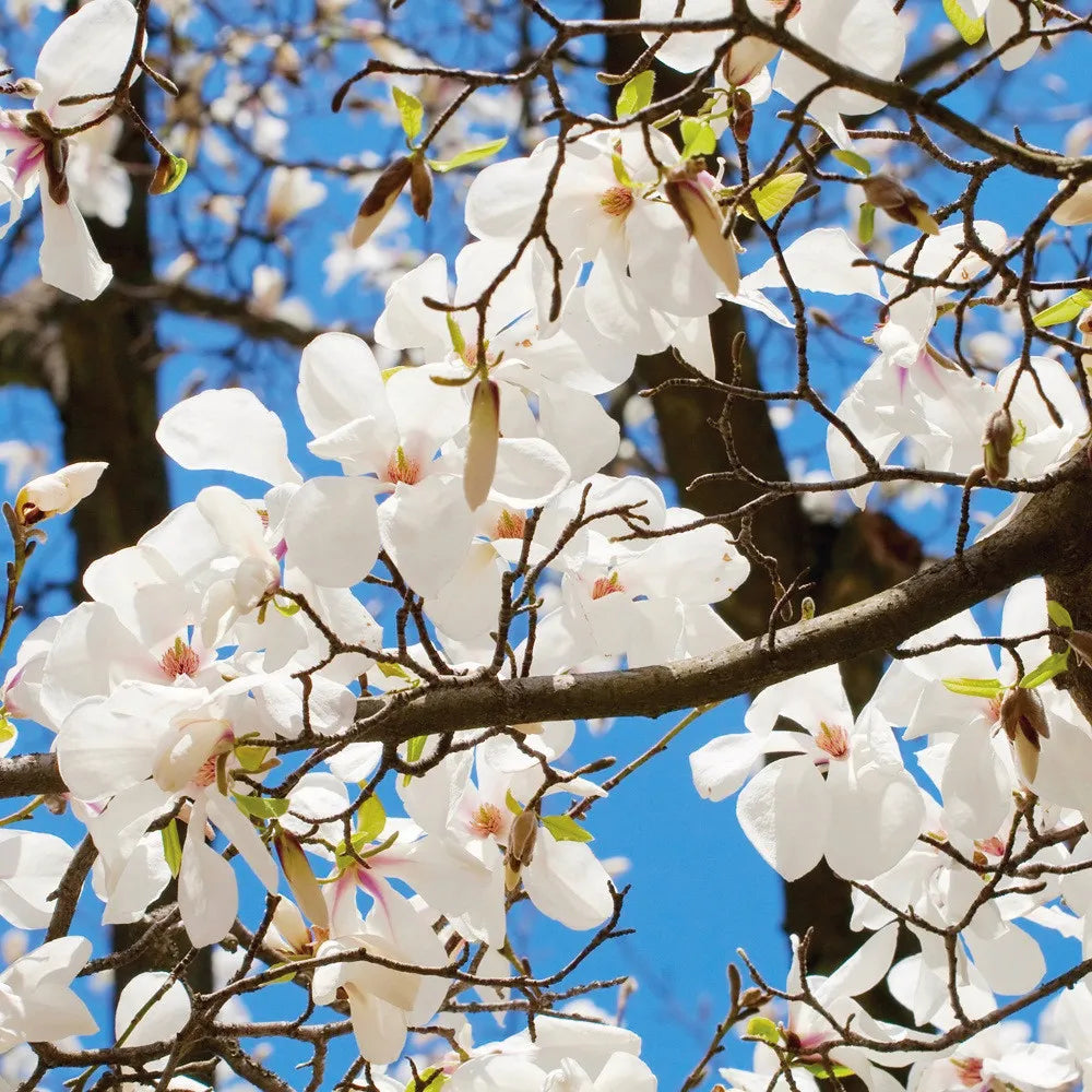 Blooming cherry