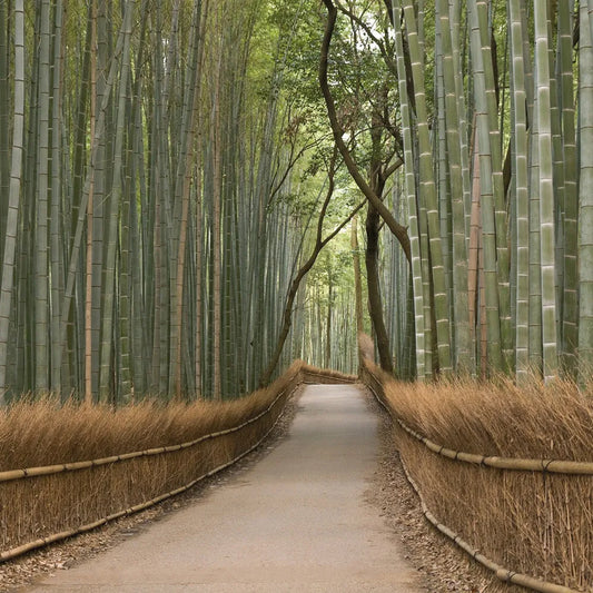 Bamboo forest