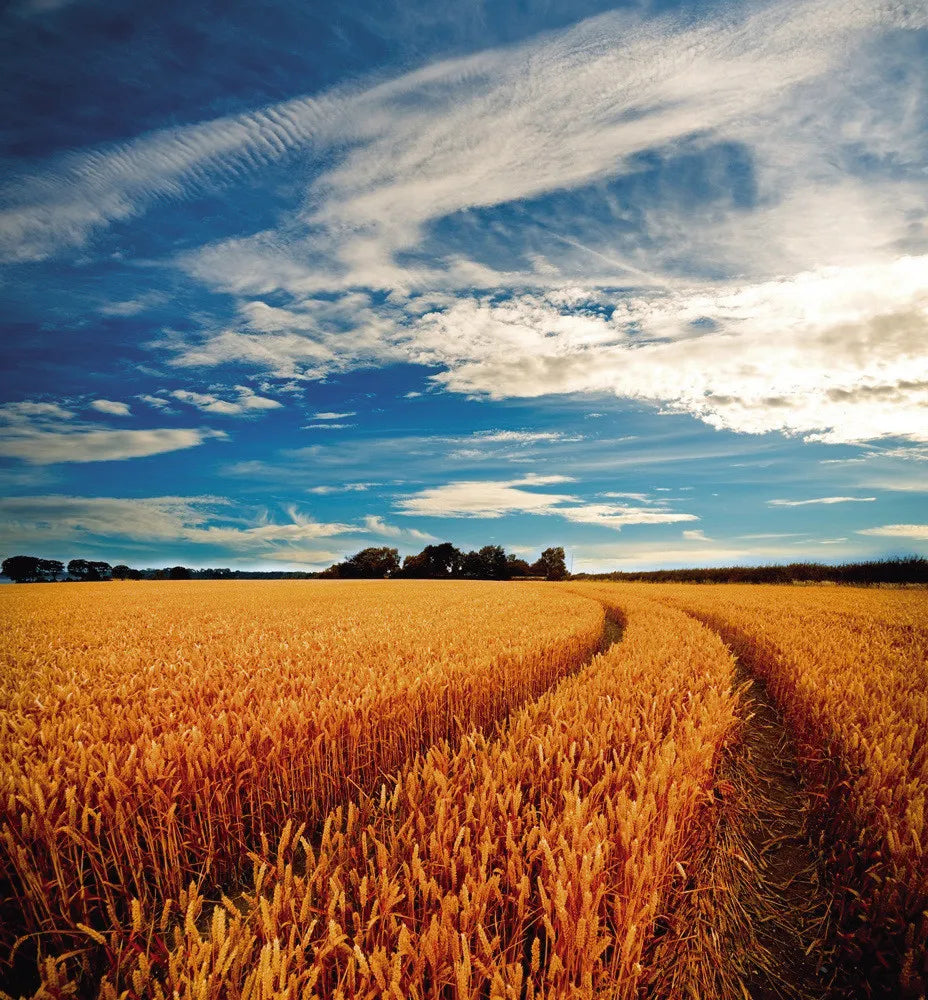 Field