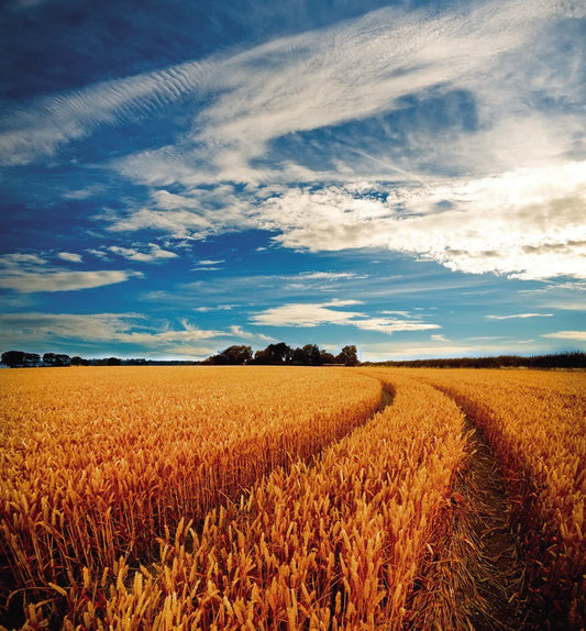 Field