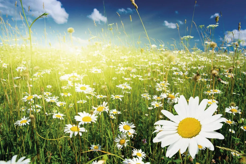 Field of camomiles