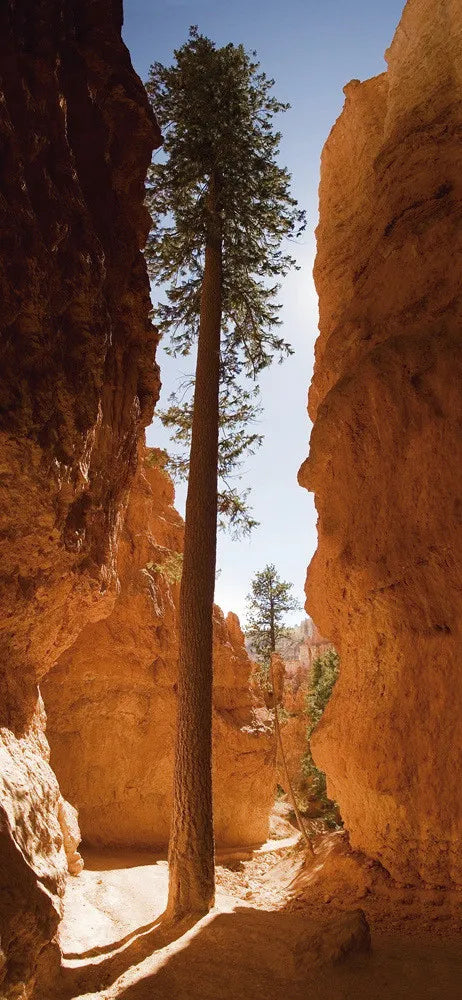 Canyon