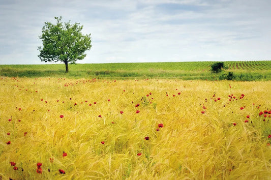 Poppy field
