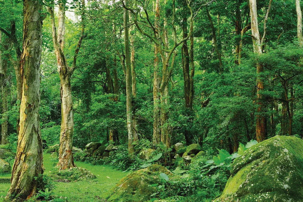 Jungle