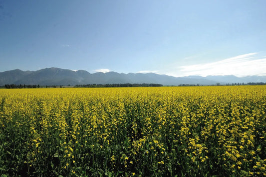Field