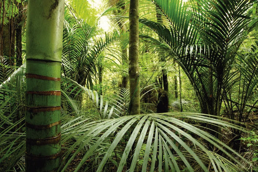 Tropical forest