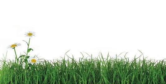 Grass