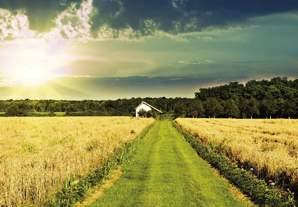 Field