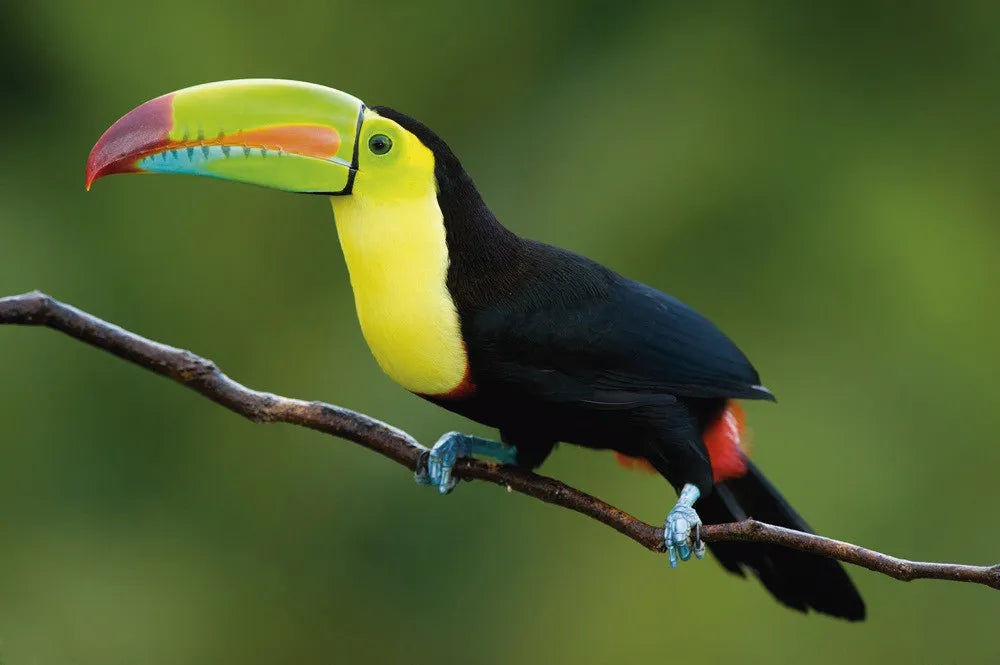 Toucan