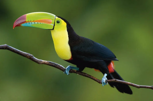 Toucan